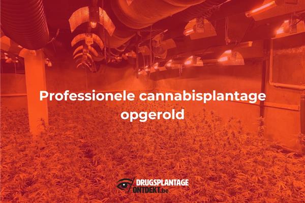 Ekeren - Professionele cannabisplantage opgerold